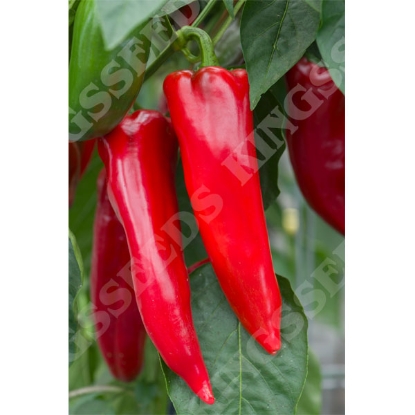 Picture of Capsicum (Sweet) Marmara F1